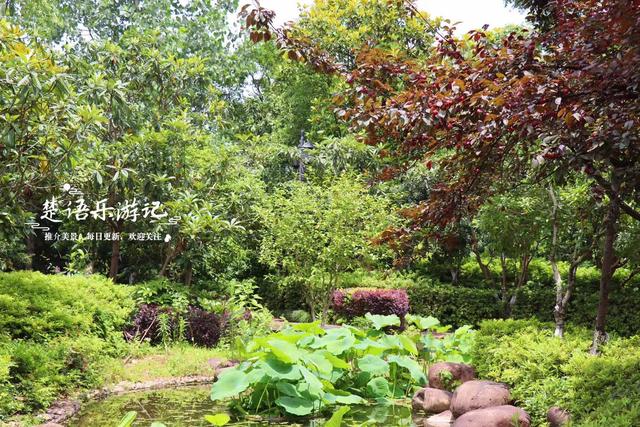 宁波余姚这个荷花园很有诗画意境，周边美景云集，是溯溪露营胜地