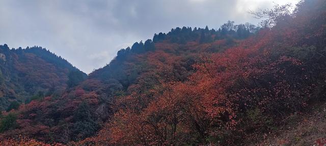 骊山红叶似火 车辆行人如织