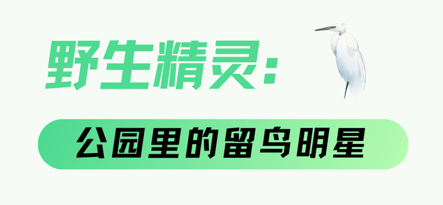 成都市中心竟藏着一个观鸟天堂？来这座公园偶遇20种留鸟！