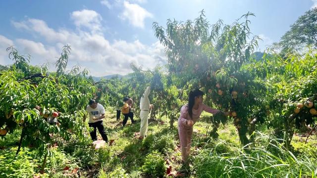 国庆哪里耍?太乙镇200亩桃园带娃、采摘、美食一站式搞定