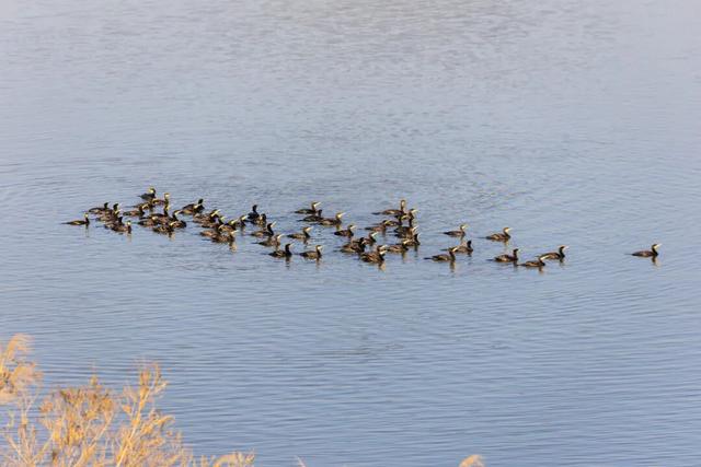 观鸟季来啦！在西安赴一场与候鸟的约会