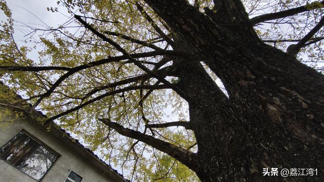 游长岗岭古村，观飘黄银杏