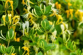 中医调理小毛病的10个宝藏方！安全有效，在家就能轻松搞定→图片