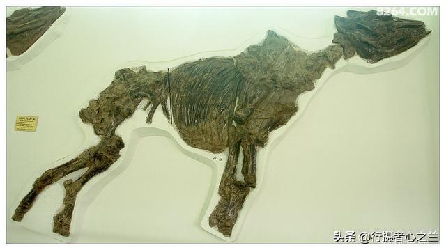 山东行游影记（33）—平邑天宇自然博物馆（八）