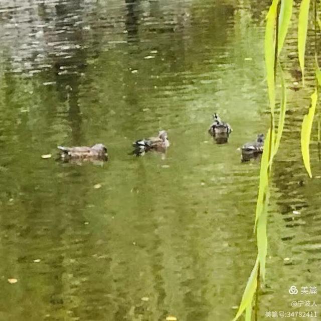 兆麟公园看鸳鸯戏水