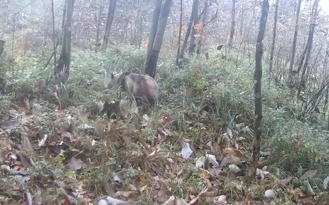 监守自盗! 2024年, 湖北一护林员在山里架980米电网, 冰柜中搜出肢体