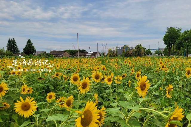 宁波这片向日葵花海又火了，被称为最具原始风情的莫奈花园，好美