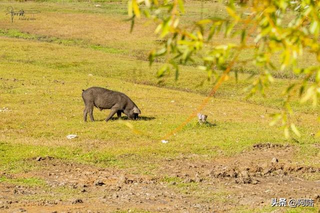 泸沽湖畔也有青青草原,除了牛马羊外,还放养着不少黑猪和白猪