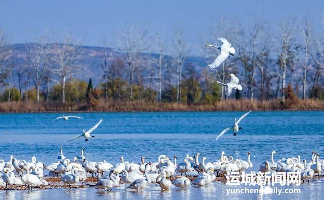 芮城：圣天湖成大天鹅越冬乐园