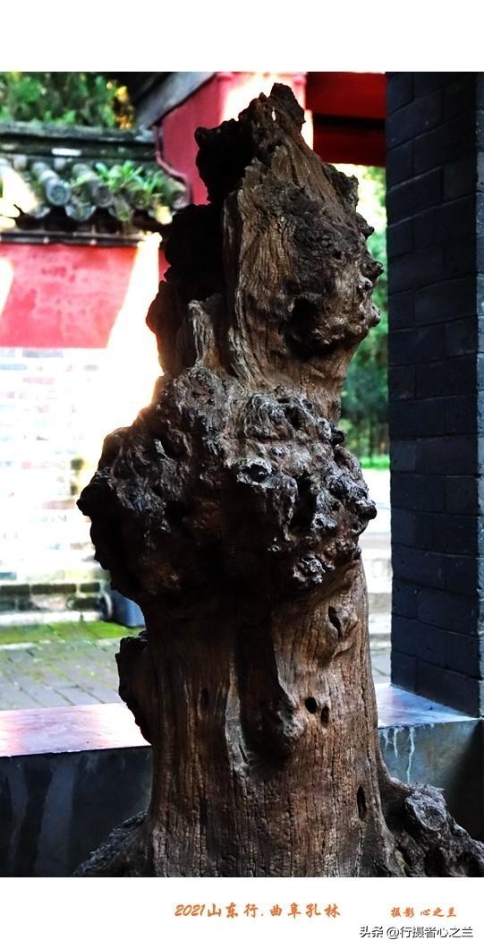 山东行游影记（228）—曲阜孔林（四）