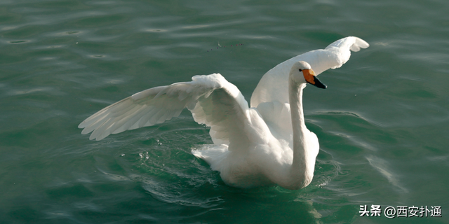 西安出发当日往返，天鹅湖游玩全攻略！