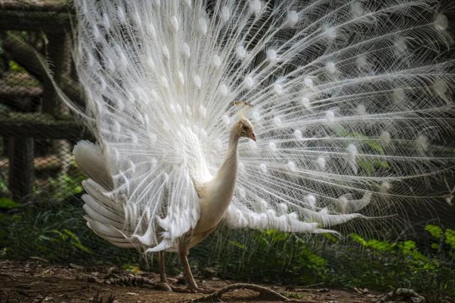 《疯狂动物城》苏州分“城”来啦！
