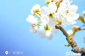花开种花家，不负好时光！图片