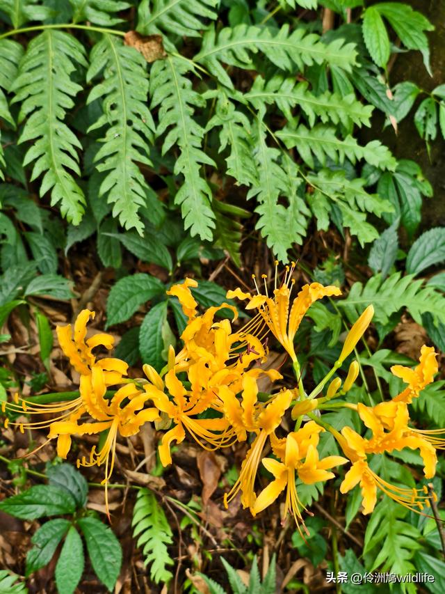 成都徒步（69）·彭州篇⑯法藏寺环线（桥断未走通）