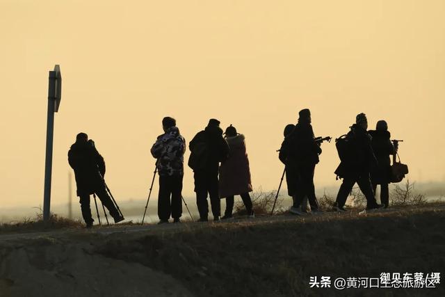 【黄河口生态旅游区】黄河口最美观鸟季已上线，赏鸟正当时！快来邂逅候鸟之约吧！
