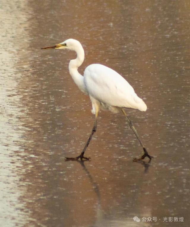 初冬,敦煌党河风情线白鹭翩跹