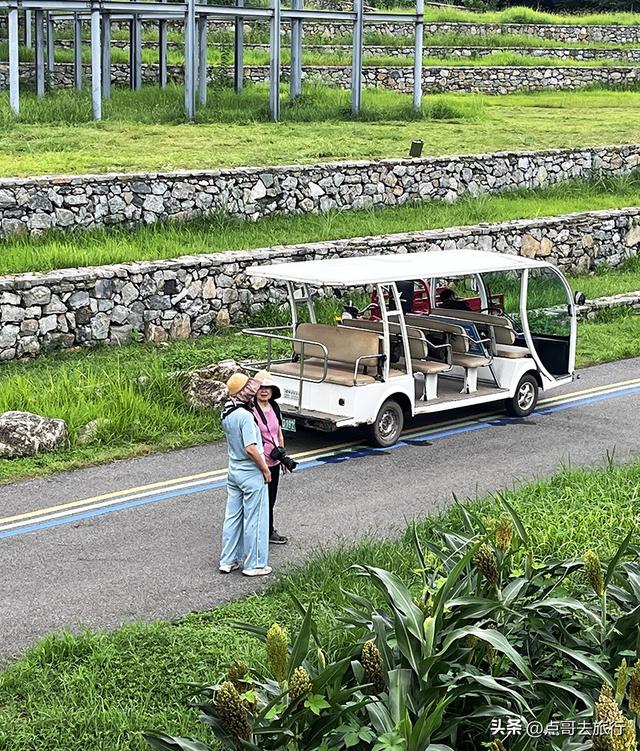 成都惊现粉黛草与红高粱成片，色彩超级艳丽，地铁公交车可达！