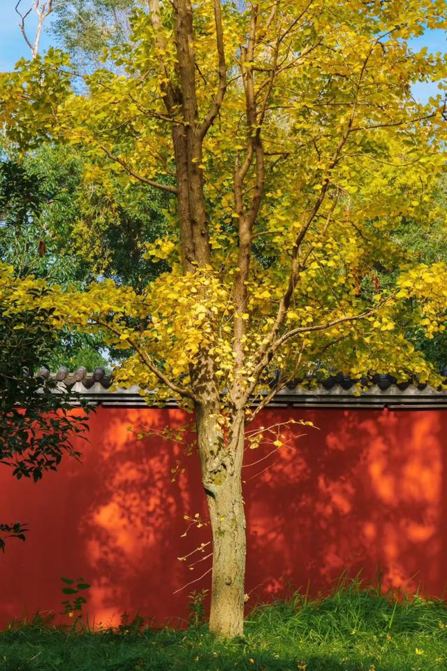 草堂银杏季 | 老枝诗未全，园中金将成