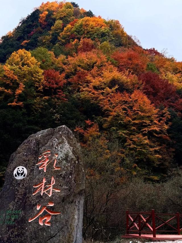 我竟然发现，唐家河红叶居然如此好看！