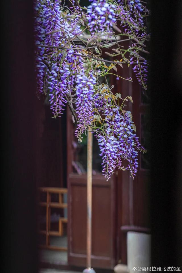 苏州十大“寿星”出炉！