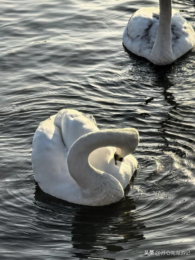 走，去渤海湾看候鸟…