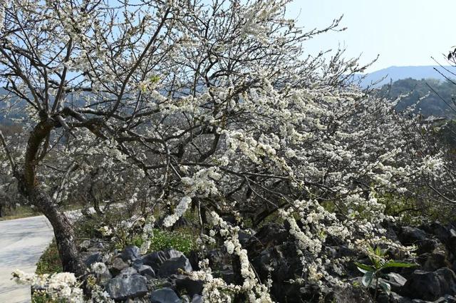 阳山杨梅镇千亩李花提前绽放，花开似海引客来