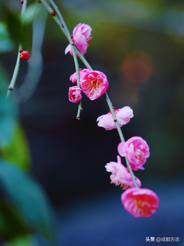 成都这波“梅”景太出片，错过再等一年~
