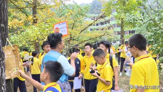 广东韶关南雄帽子峰银杏黄了！银杏染秋“圈粉”大湾区