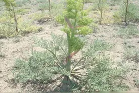 冬天钓鱼利器：阿魏，钓到塘主跪，用法用量详解图片