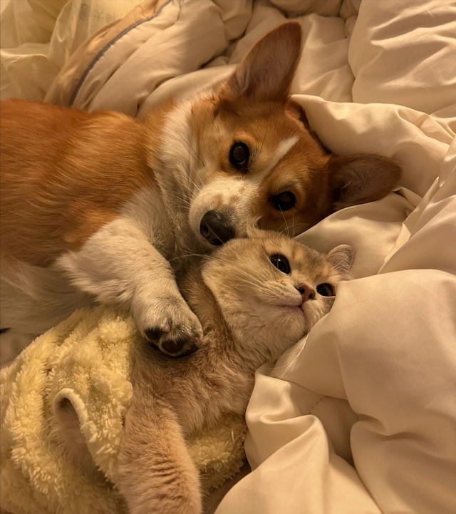 颠覆认知！犬科按线走，猫科爱瞎逛 ，迁徙路线成濒危物种保护关键
