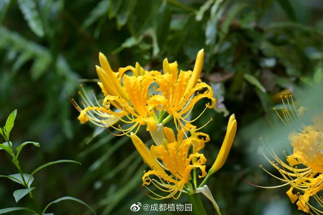 最新实拍!成都彼岸花开了!
