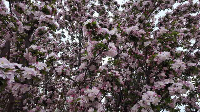 第五届！盛大开幕！门票全免！
