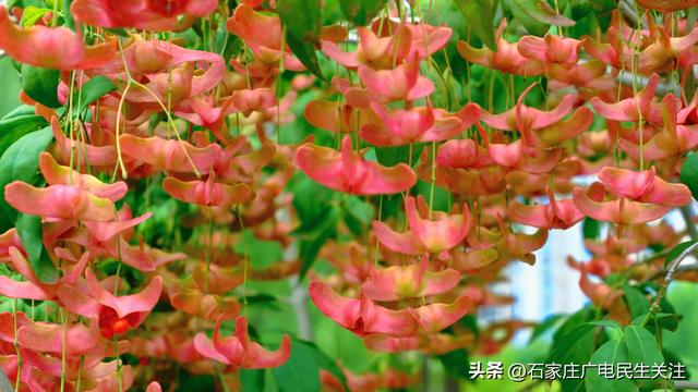 秋色烂漫，果趣正浓民防公园的“秋日小精灵”上线啦