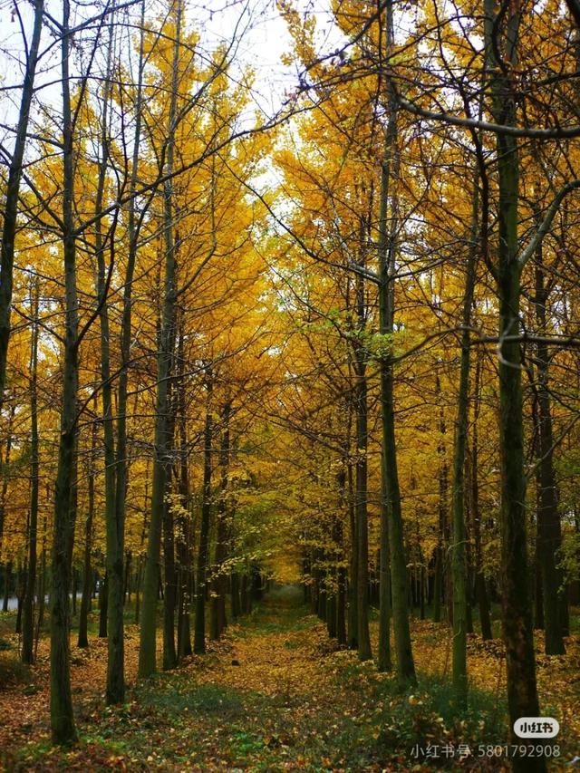 黄了！彩了！1h刹拢成都最近赏秋地，徒步拿奖牌、邂逅古寺银杏！老街美食好吃惨！