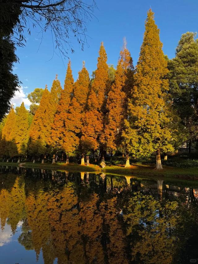 小众秘境!昆明版“塞纳河畔”,水杉红透半边天