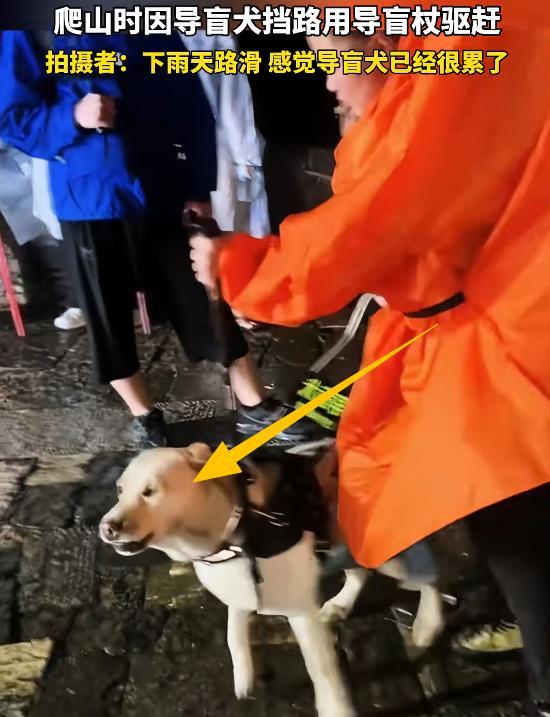 带导盲犬爬泰山后续！账号被扒，带狗到处旅游，基地回应大快人心