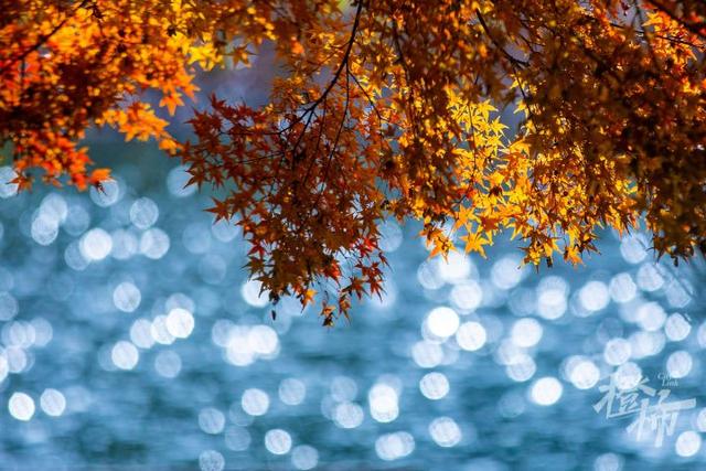 杭州最近美“枫”了，红枫和鸡爪槭还“傻傻分不清楚”？