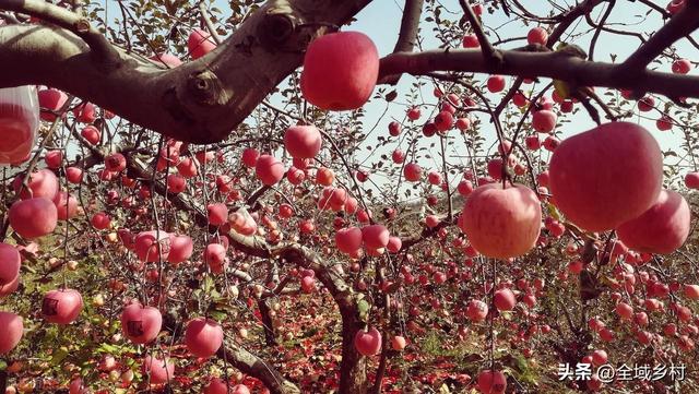 自驾豫西山区，寻找河南最好吃的苹果，吃货必追的寻味线路