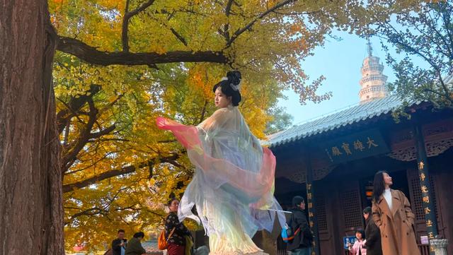 济南的这些千年银杏树美得正当时,最后“黄金期”快去打卡!