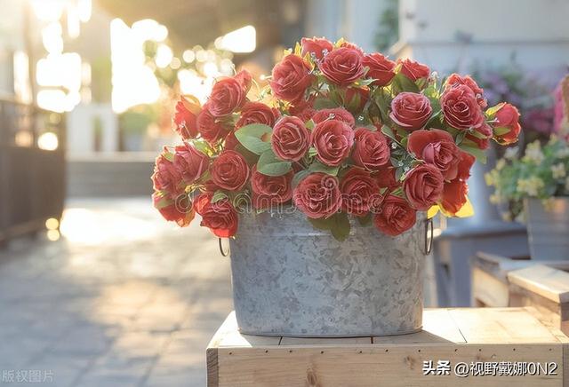 玫瑰颜色选错=表错情！9种颜色花语全解析，送花前必看