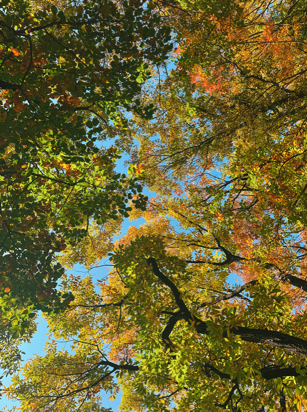别再问周末去哪玩了！来蒙山承包你的快乐时光！