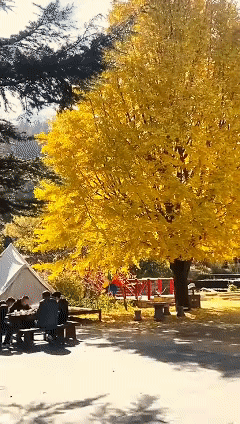 游客呼吁“免门票”延期，潍坊景区：OK！