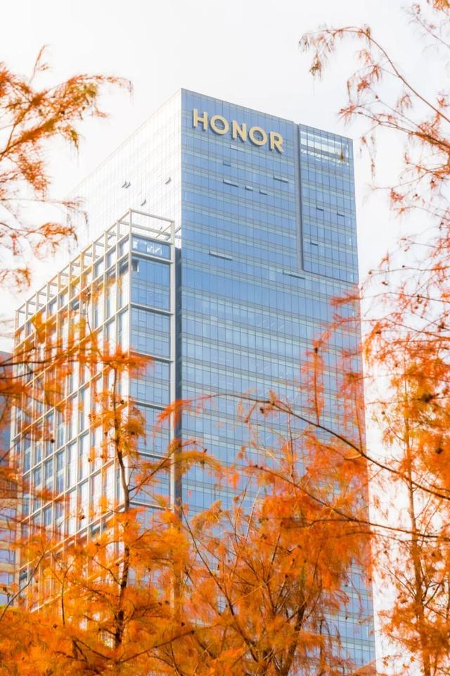 莲花山落羽杉，红了！