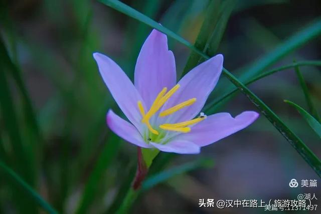 秋雨中的汉中湿地
