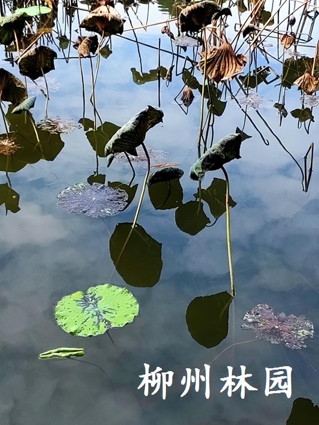 柳州市都乐公园柳湖“残荷听雨”别有韵味