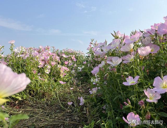 成都被严重低估的赏花地，最火的月见草花又回来了，太美了！