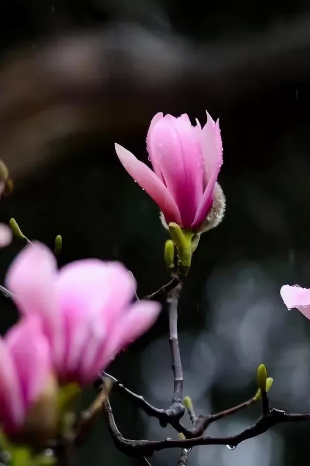 银杏鎏金，旱莲含苞！勉县武侯祠的秋日盛宴，邀君共赏