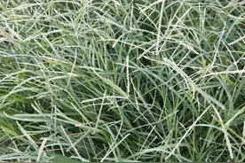 随处可见的牛筋草，有何中药功效/图片