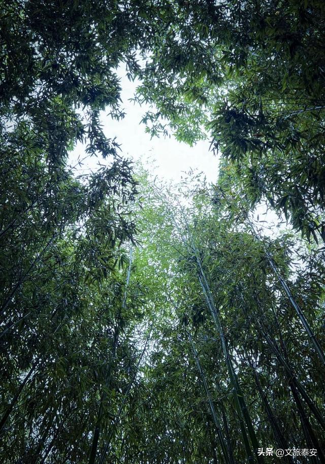 跟着节气游泰安 | 千年古寺雨后秒变“人间水墨”，小泰来避雨意外拍出了人生照片！