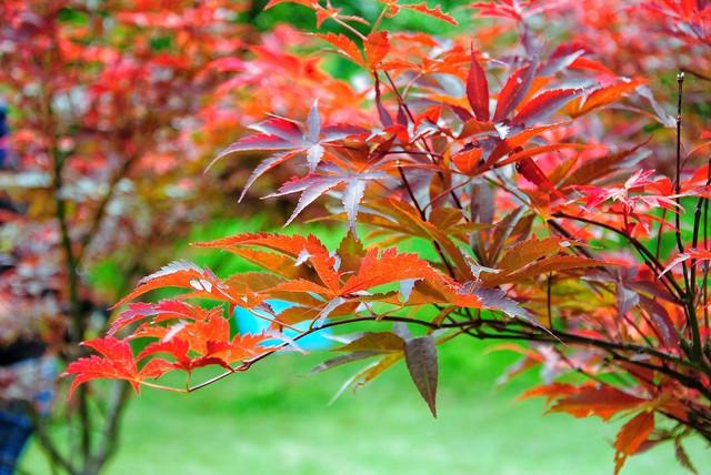 广州秋游封神路线！红叶、银、禅意，3条宝藏线承包你的秋日浪漫